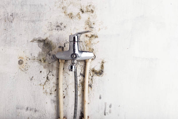 Best Best Mold Removal Companies  in Leonardtown, MD