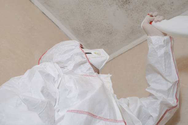 Home Mold Removal in Leonardtown, MD