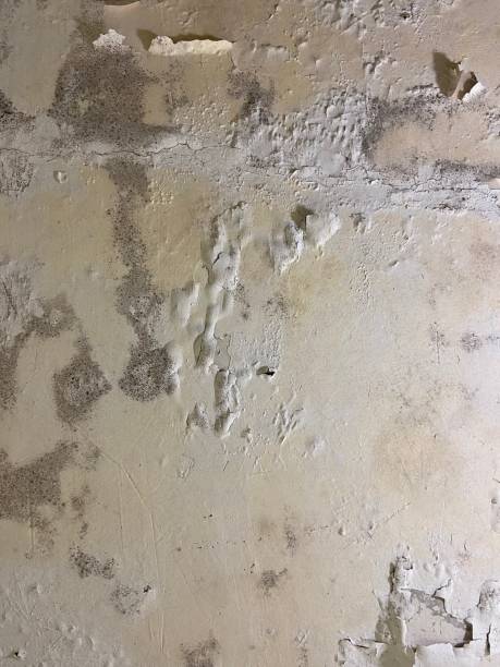 Best Mold Removal Specialists  in Leonardtown, MD