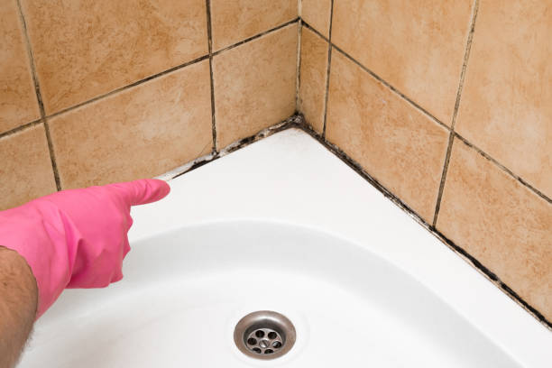 Best Toxic Mold Removal  in Leonardtown, MD