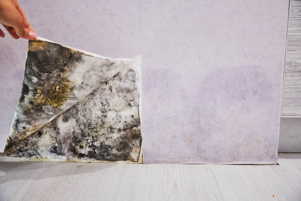 Reliable Leonardtown, MD Mold Removal Solutions